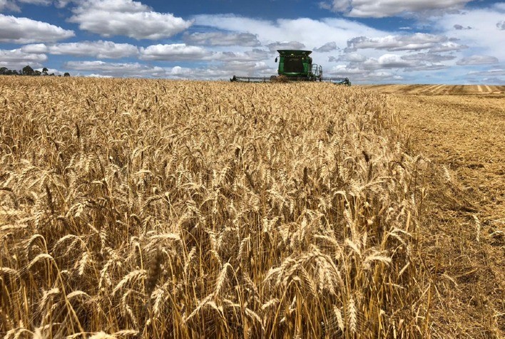 Mercado de trigo inicia 2026 com ritmo lento e preços pressionados