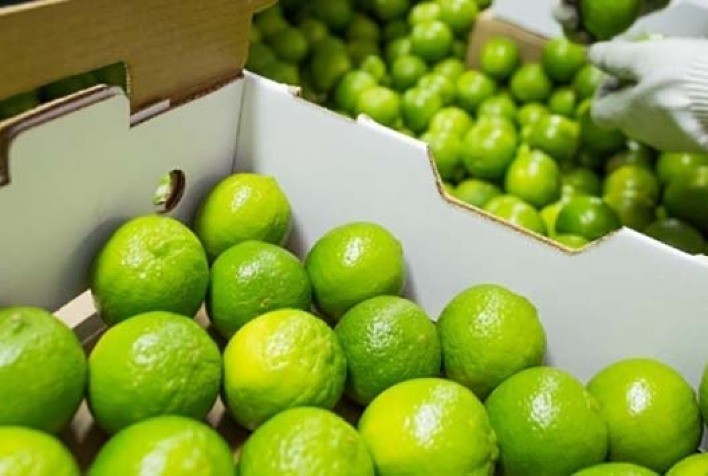 Exportações de frutas do Paraná crescem e somam US$ 22,4 milhões em 2025