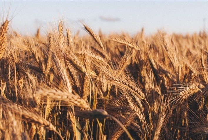 Trigo mantém preços firmes no Brasil e Mercosul com prêmios elevados e expectativa de alta no Sul