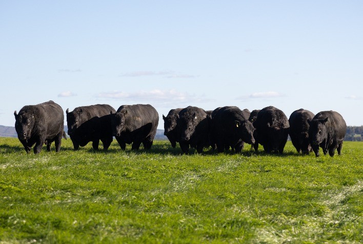 Rebanho bovino dos Estados Unidos atinge menor nível em 75 anos e mantém carne com preços altos