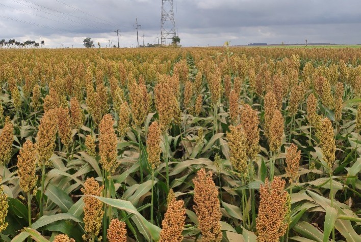 Sorgo impulsiona diversificação agrícola no Rio Grande do Sul, mas seca ainda preocupa produtores