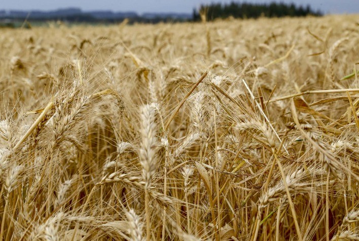 Mercado do trigo inicia 2026 com oscilações regionais e pressão da oferta global
