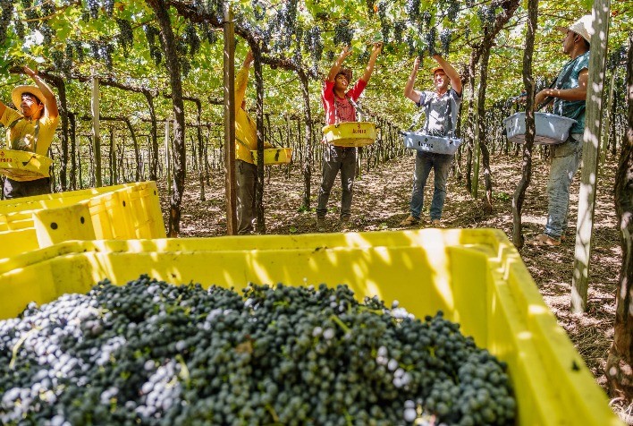 Safra da uva 2026 começa na Serra Gaúcha com boa qualidade e produtividade