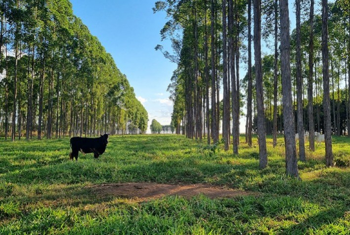 Estudo Inédito Aponta Déficit de Carbono de 1,4 Bilhão de Toneladas no Solo Brasileiro