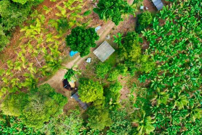 Satélites ajudam a mapear banana e pupunha e fortalecem políticas para agricultura familiar no Vale do Ribeira