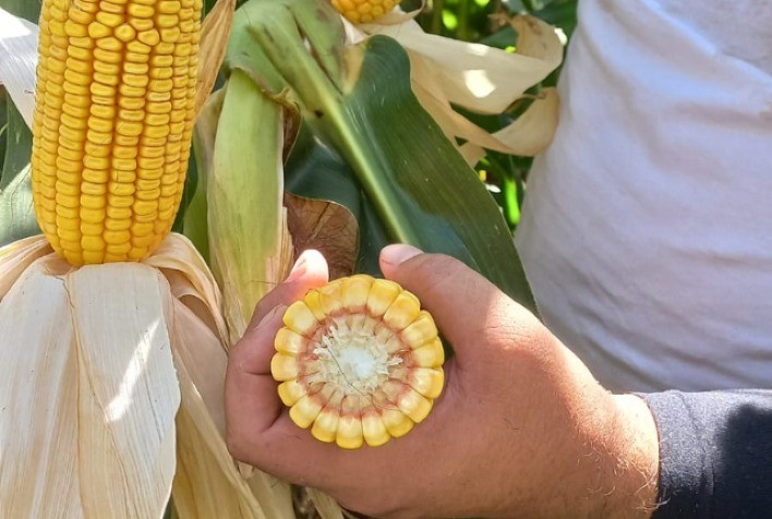 Giro da Safra destaca papel estratégico do milho e reforça ganhos de produtividade em Santa Catarina