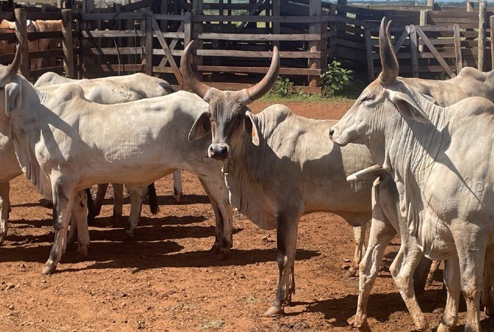 São Paulo Lança Programa de Melhoramento Genético do Gado Guzerá