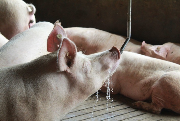 Bem-estar animal na suinocultura brasileira aumenta qualidade da carne e rentabilidade das granjas