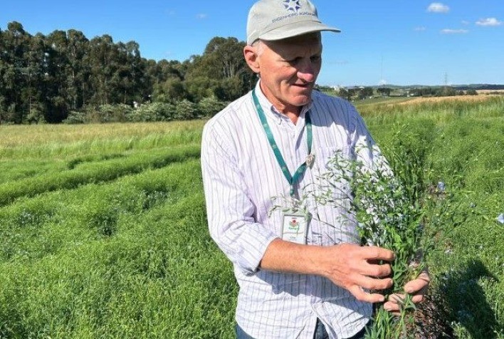 Epagri desenvolve primeiro cultivar de linho dourado adaptado ao clima de Santa Catarina