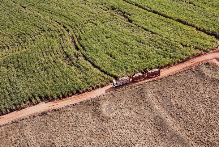 Colheita de soja atinge 14% no Paraná; feijão e cana-de-açúcar apresentam bom desempenho
