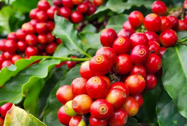 Safra de café 2026 deve bater recorde com 66,2 milhões de sacas, aponta Conab