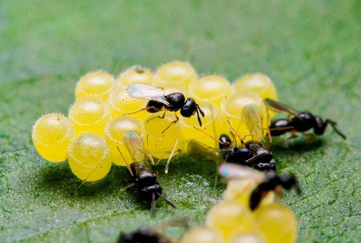 Mercado de biodefensivos cresce no Brasil e consolida nova era no manejo de pragas agrícolas