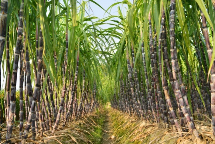 Chuvas irregulares elevam risco climático para produção de cana-de-açúcar em Goiás, aponta Zarc