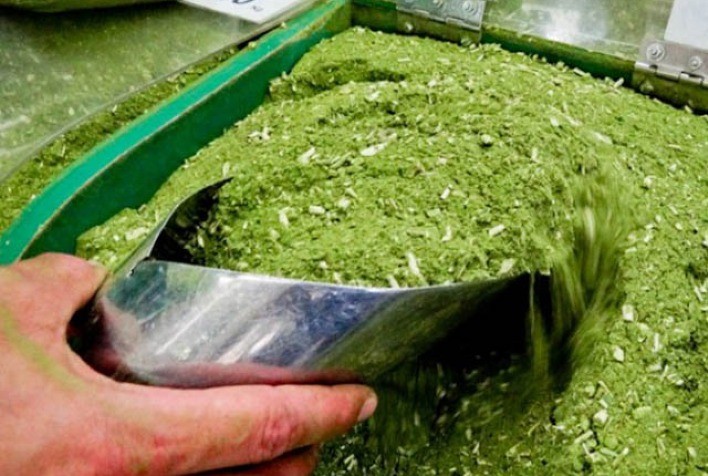 Erva-mate do Paraná impulsiona economia, tradição e inovação no setor agrícola