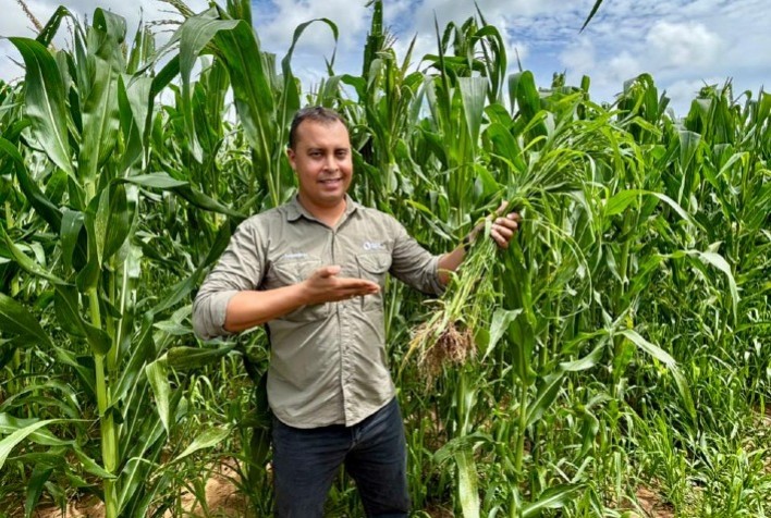 Milho consorciado com capim aumenta produtividade e gera benefícios ao solo