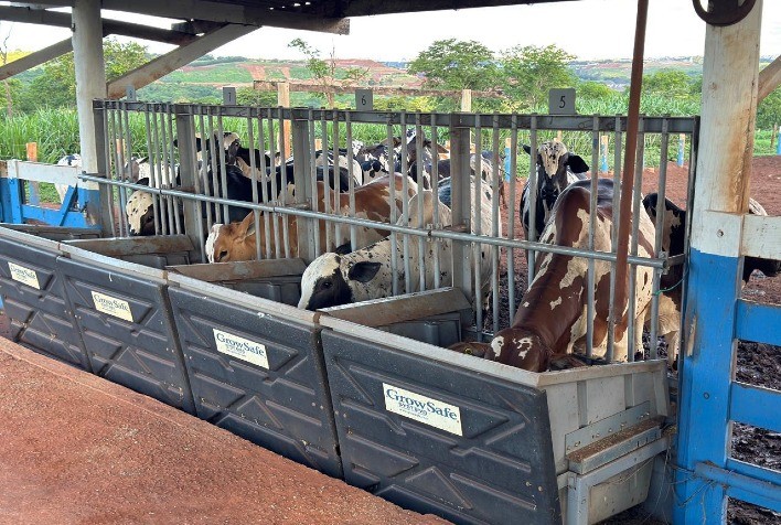 Teste de Eficiência Alimentar do Nelore Pelagens comprova alto desempenho e desperta interesse de centrais de genética