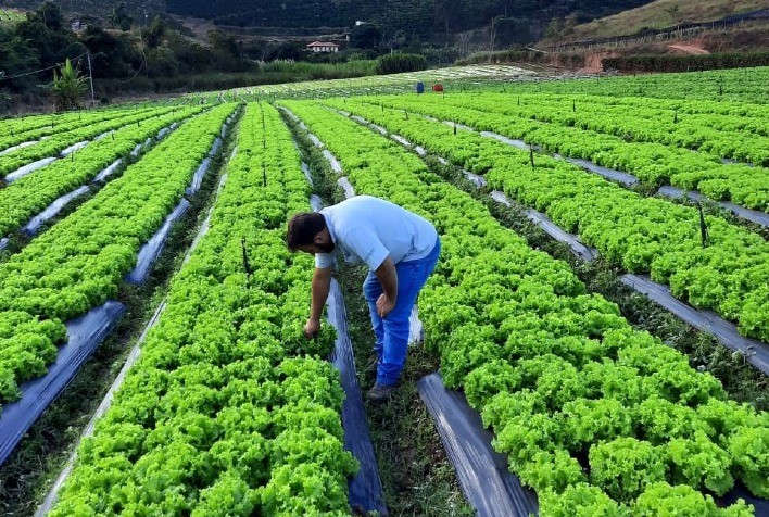 Calor, chuvas e pendoamento desafiam cultivo de alface no Brasil