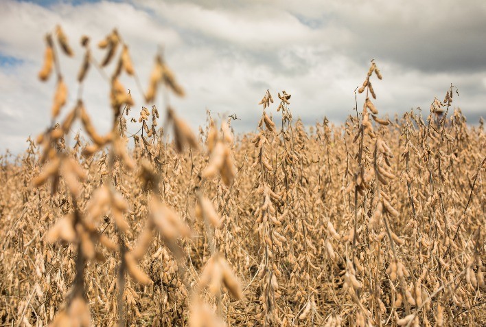 BASF apresenta soluções integradas para aumentar produtividade e eficiência no cultivo de soja e milho no Show Rural Coopavel 2026