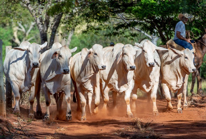 Zebuembryo expande presença global e fortalece genética bovina brasileira