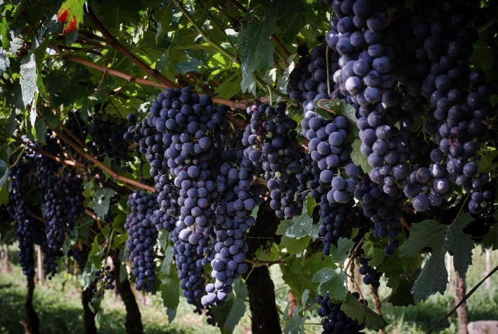 Vinícolas gaúchas ampliam compra de uvas para espumantes e impulsionam colheita no estado