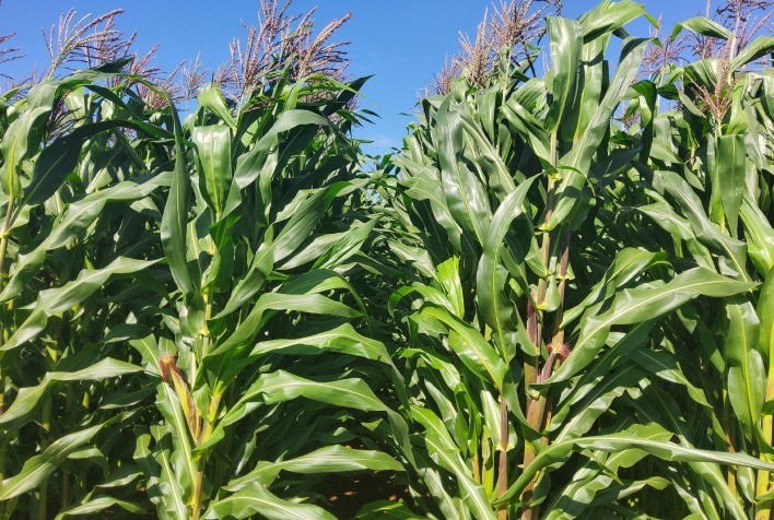 IDR-Paraná lança nova cultivar de milho branco IPR W225 com alto potencial produtivo