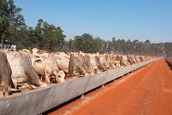 Custos alimentares iniciam 2026 em níveis favoráveis, com contrastes regionais entre Centro-Oeste e Sudeste
