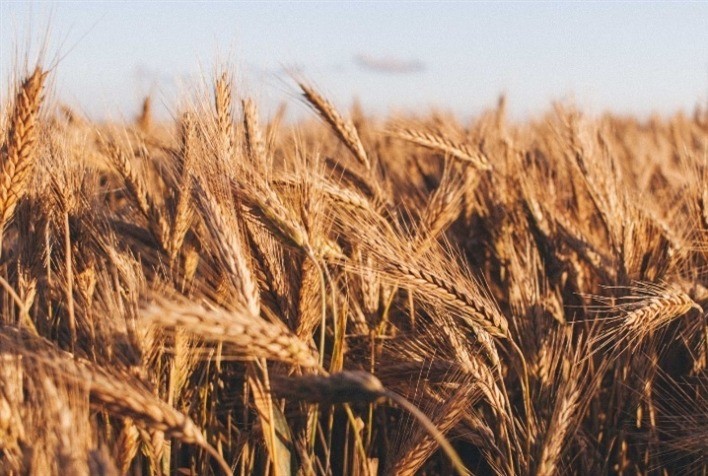 Mercado do trigo mantém firmeza no Brasil, mas segue pressionado por dólar e concorrência externa