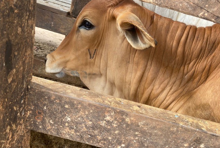 Goiás registra avanço histórico na vacinação contra brucelose bovina em 2025