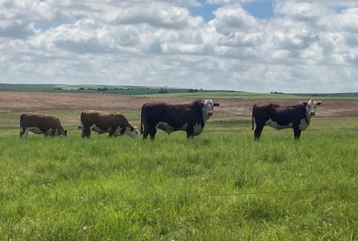 Pastagens no Rio Grande do Sul mantêm pastejo, mas risco de restrição hídrica preocupa produtores