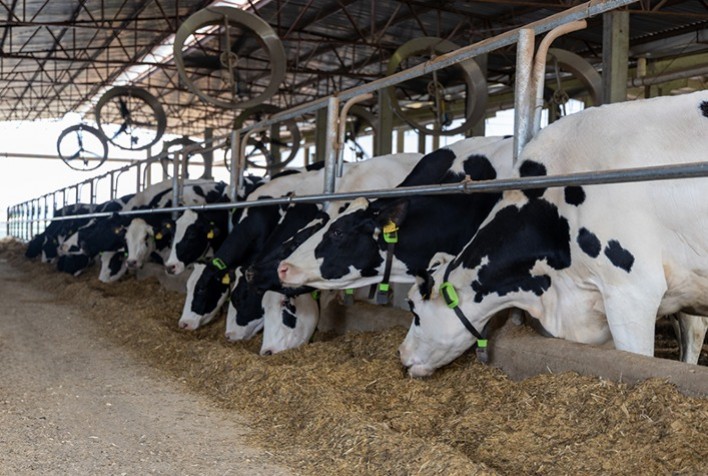 Frísia monitora 23,5 mil vacas com inteligência artificial e aumenta produtividade leiteira
