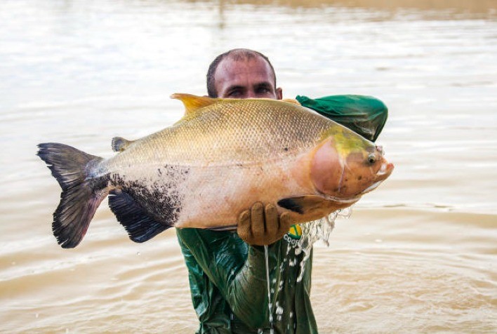 Embrapa lança Rede de Extensão e Inovação em Aquicultura para capacitar técnicos e produtores