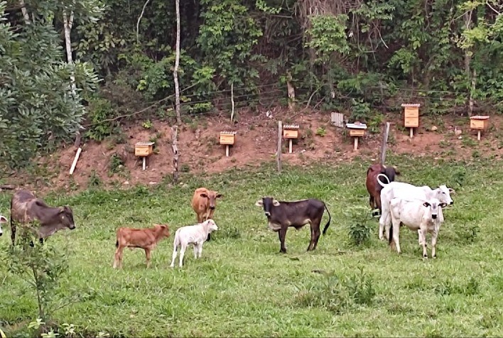 Agricultor da Serra da Canastra se destaca na apicultura e inspira produtores da região