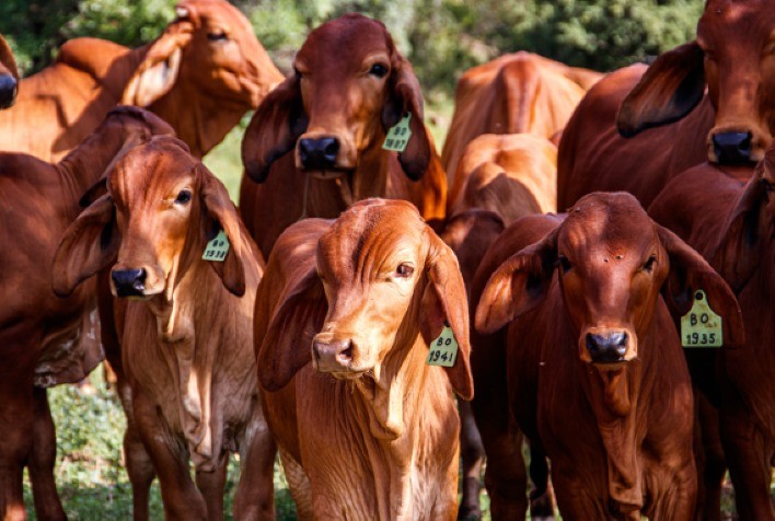 Abate recorde de fêmeas em Mato Grosso pressiona reposição e reforça importância do manejo reprodutivo
