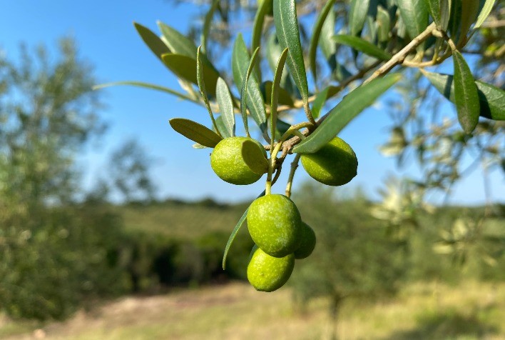 Produção de azeite de oliva no Brasil deve bater recorde histórico em 2026