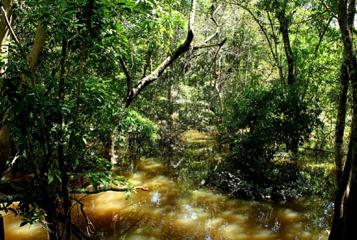 Novo fungo amazônico Trichoderma agriamazonicum promete controlar doenças agrícolas e gerar antibióticos inovadores