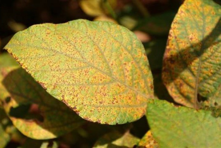 Ferrugem asiática volta a preocupar produtores e ameaça produtividade da soja no Brasil