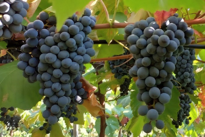 Embrapa lança novas uvas tintureiras que prometem revolucionar a produção de sucos e vinhos no Brasil