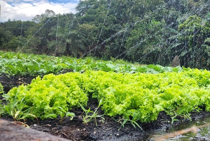 Como montar uma horta doméstica no feriado e garantir alimentos frescos e saudáveis