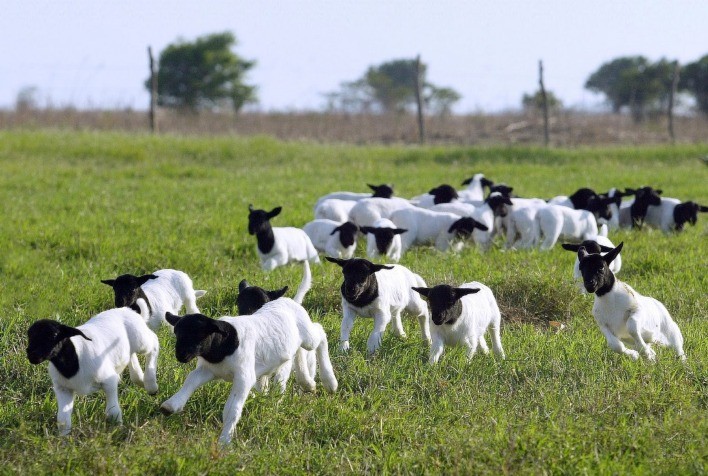 Registros de ovinos no Brasil crescem 5% em 2025 com aumento nas transferências e valorização de produtos