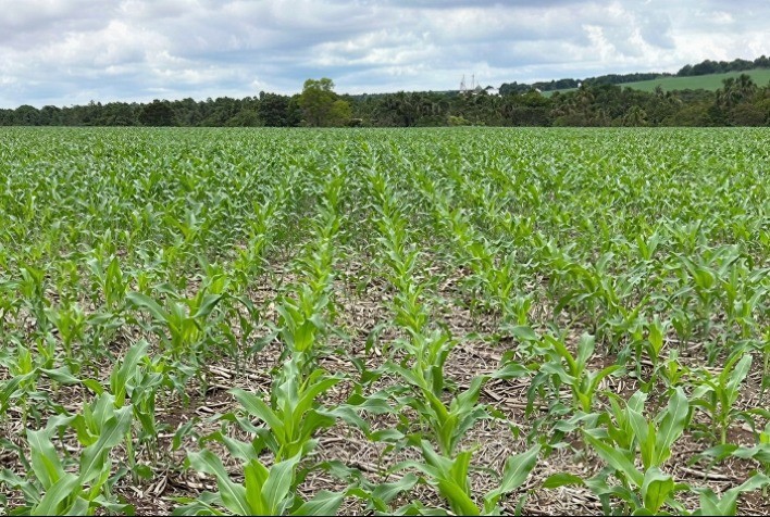 Virada de chave da soja para o milho exige planejamento e eficiência no campo