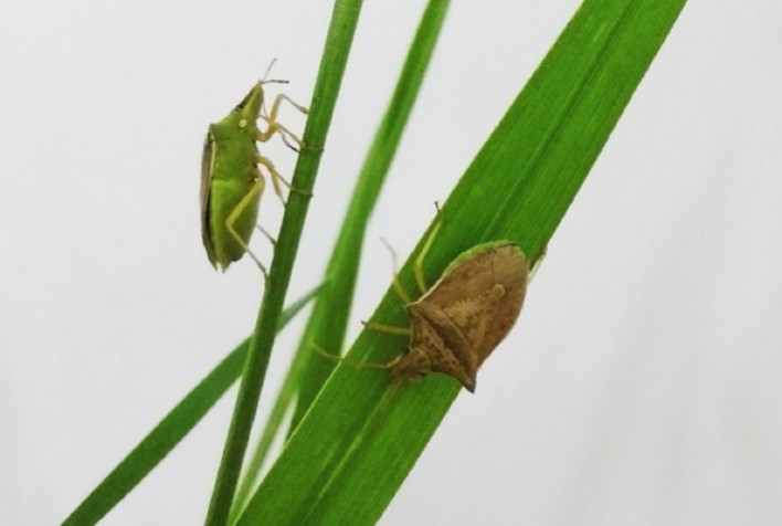 Percevejo-barriga-verde preocupa produtores e ameaça o milho-safrinha após a colheita da soja