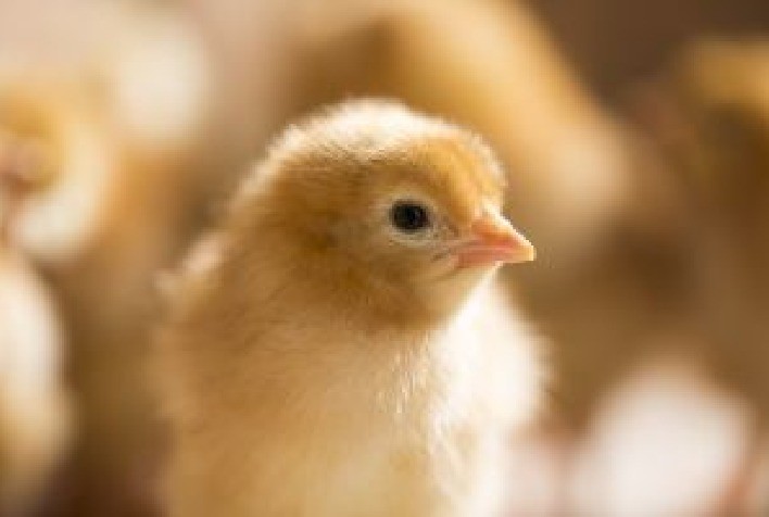 Embriologia aplicada garante pintinhos mais saudáveis e produtivos desde os primeiros dias de vida