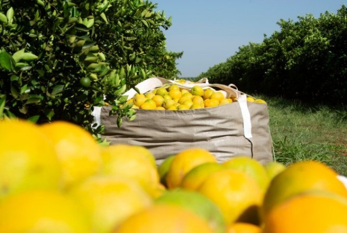 Safra de laranja 2025/26 entra na reta final com leve revisão para baixo na produção