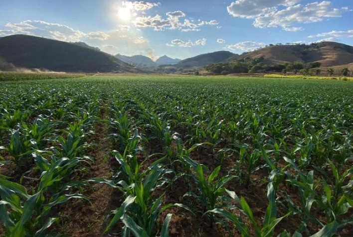 Safrinha de milho 2026 avança no Centro-Sul, mas calor e falta de chuva preocupam produtores