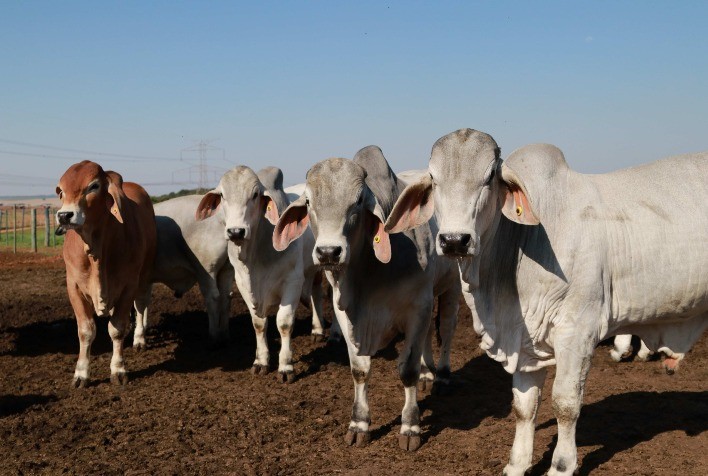 Inscrições abertas para a 6ª Prova de Eficiência e Performance Brahman
