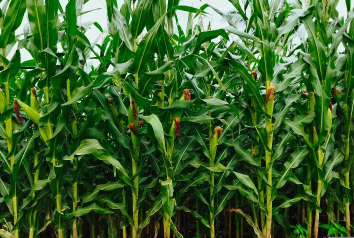 Soluções para o solo impulsionam produtividade e reduzem riscos na safrinha 2026