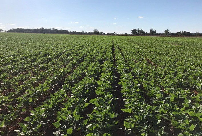 Feijão tem redução de área cultivada no Rio Grande do Sul, mas lavouras mantêm bom desenvolvimento