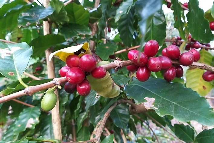 Santa Catarina lança projeto para fortalecer o cultivo de café sombreado e valorizar a agricultura familiar