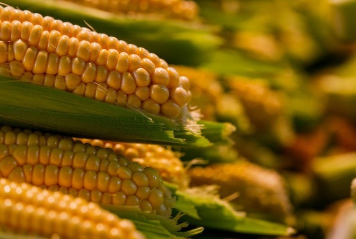 Produção e valor do milho paulista avançam em 2025 e reforçam protagonismo do Estado no agronegócio