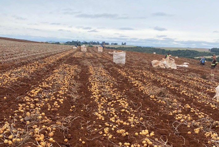 Paraná amplia área plantada de batata e registra avanço da colheita em meio a cenário econômico de inflação controlada
